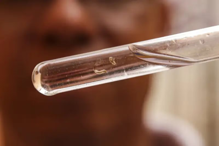 brasil-bateu-recorde-e-registrou-mais-de-6-mil-mortes-por-dengue-durante-2024