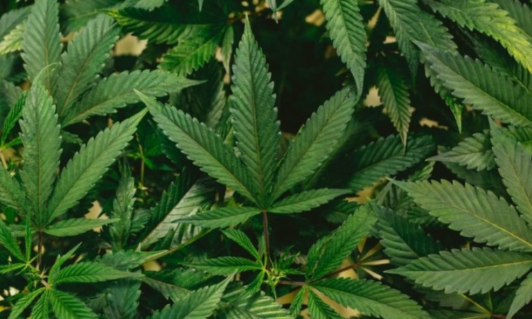 2,8-milhoes-de-brasileiros-fazem-uso-regular-da-maconha