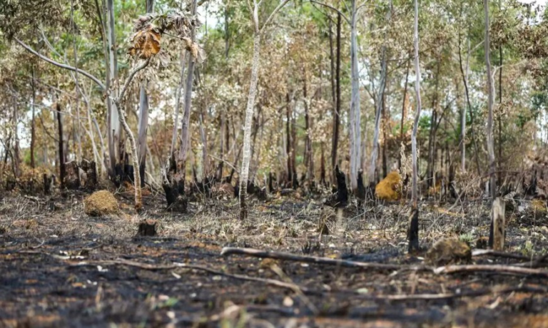 degradacao-na-amazonia-cresce-329%-em-quase-2-anos-e-atinge-maior-nivel-da-serie-historica