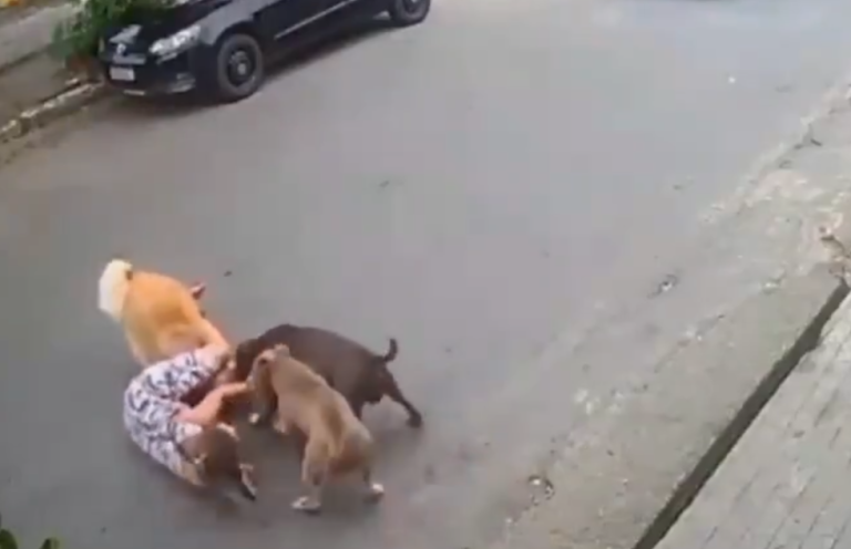 gravida-de-sete-meses-cai-na-rua-ao-tentar-impedir-briga-de-caes