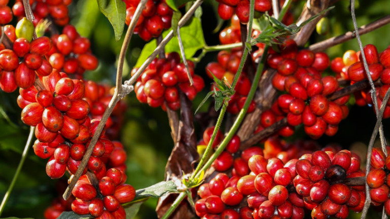 exportacao-de-cafe-do-brasil-cai-27,7%-em-abril
