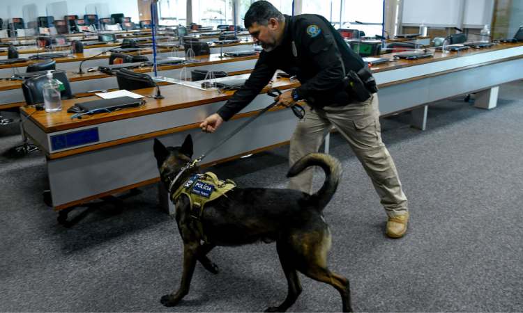 Polícia do Senado faz varredura com cão farejador no STF prestes ao julgamento do núcleo 1 policia-do-senado-faz-varredura-com-cao-farejador-no-stf-prestes-ao-julgamento-do-nucleo-1