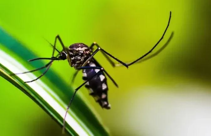 Brasil ultrapassa marca de 1,6 mil mortes por dengue em 2025 brasil-ultrapassa-marca-de-1,6-mil-mortes-por-dengue-em-2025