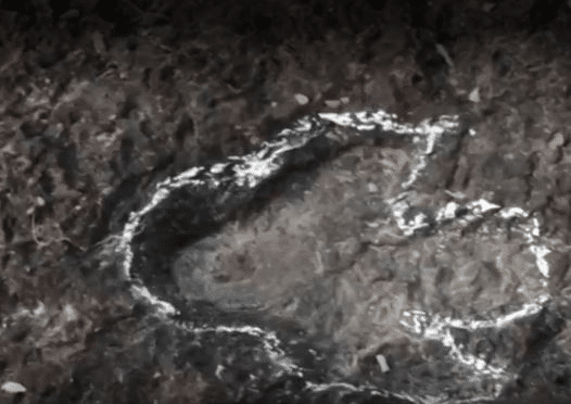 Descobertas inéditas: pegadas de dinossauros são encontradas na Amazônia descobertas-ineditas:-pegadas-de-dinossauros-sao-encontradas-na-amazonia