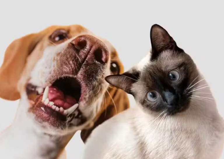 senado-aprova-guarda-compartilhada-de-pet-apos-separacao-de-casal;-veja-regras